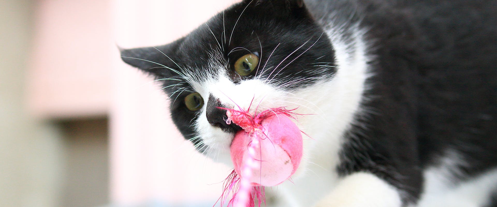 A black and white cat playing, a bright pink cat toy in its mouth