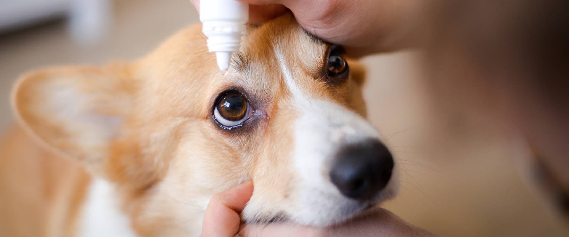 Close-up of an owner applying eye drops in dog's eye