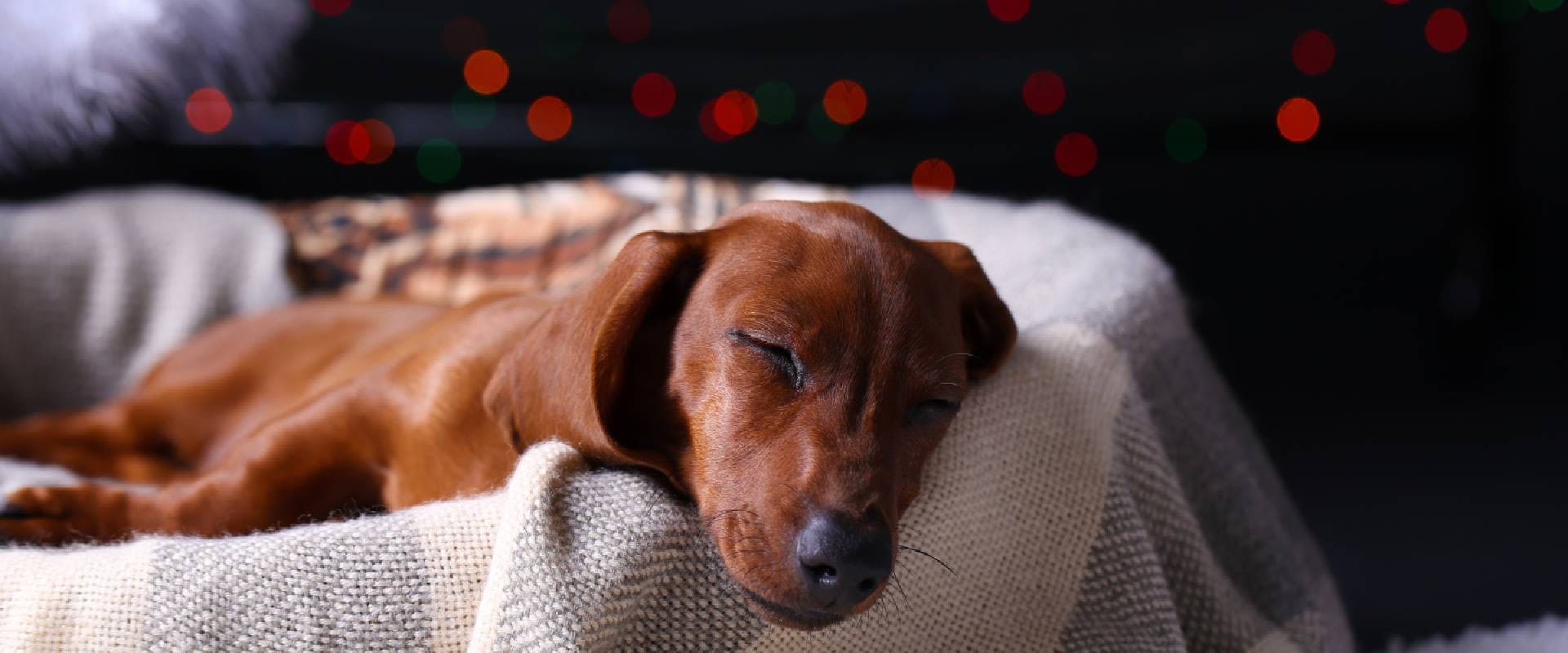 Sausage dog sleeping in front of a festive background