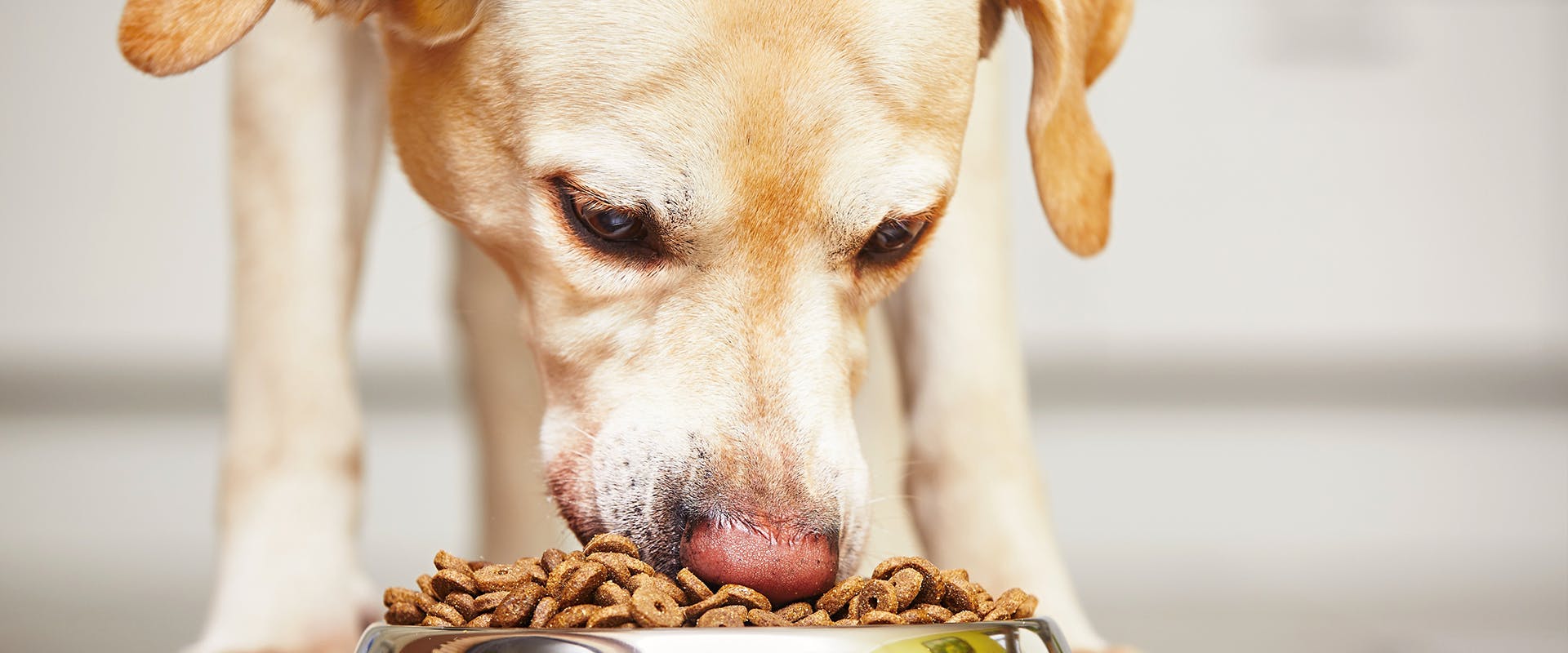 is raw dog food hypoallergenic