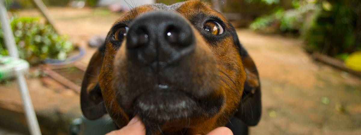 A close-up of a small brown dog