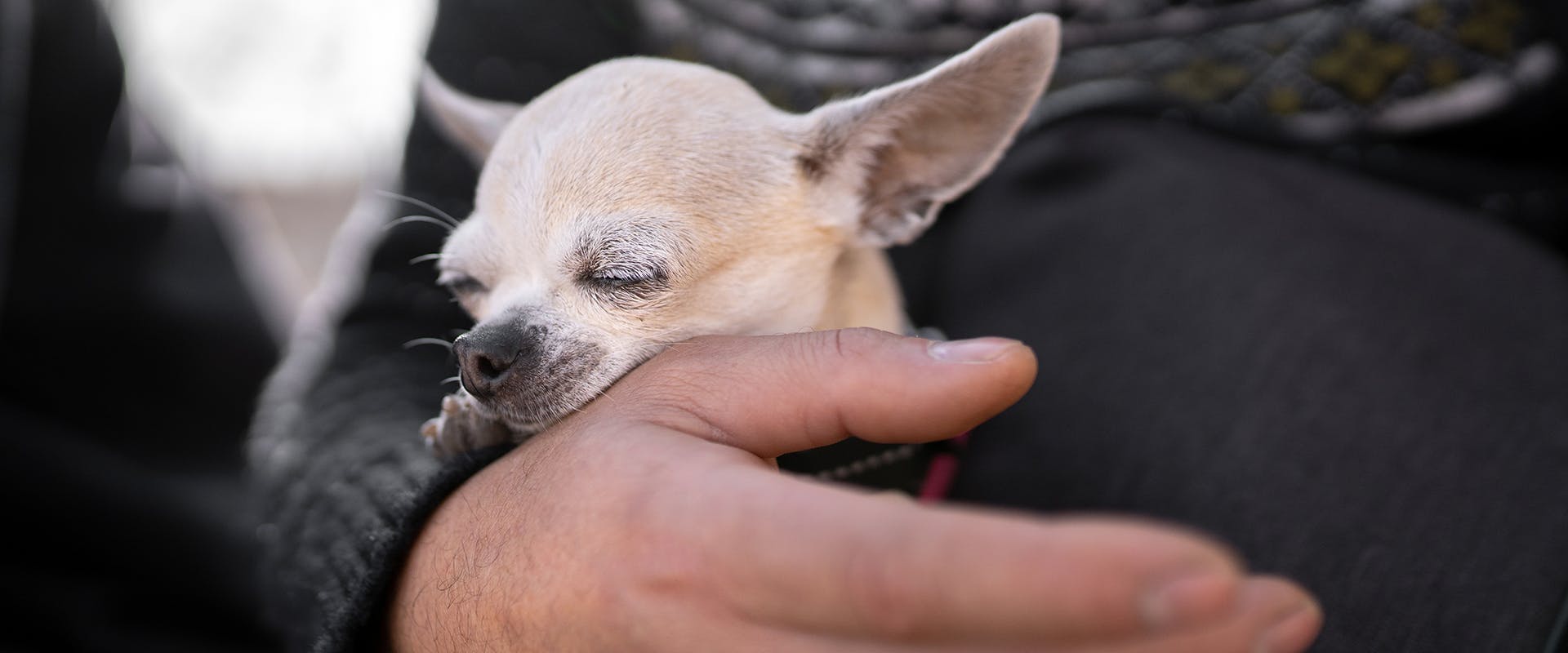 A small Chihuahua lap dog sleeping in the crook of a person's arm 