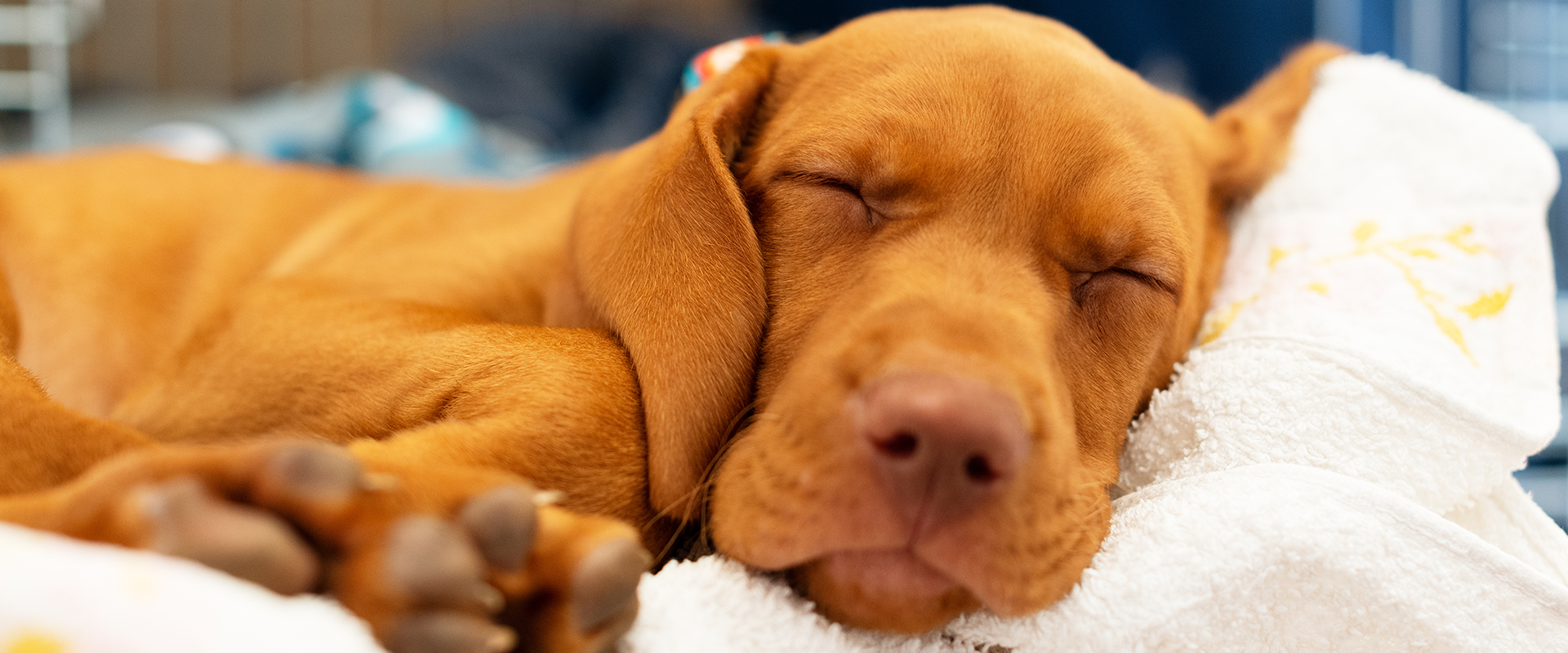 14 of the Best Dog Beds for Large Dogs in 2022