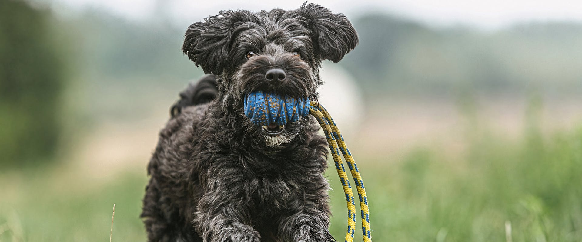 A Yorkiepoo dog running through green grass, with a blue chew toy in his mouth