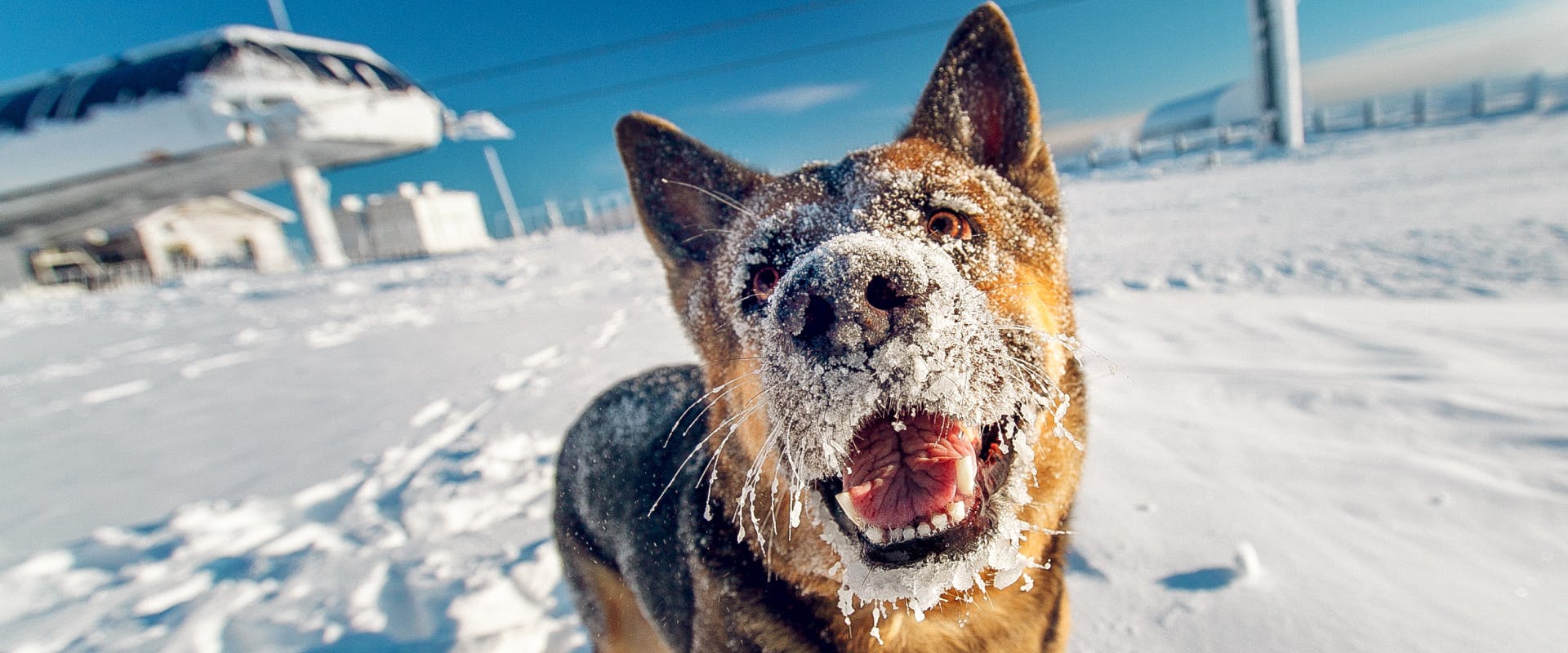 a German shepherd standing in a field of snow with snow dusting its nose and face