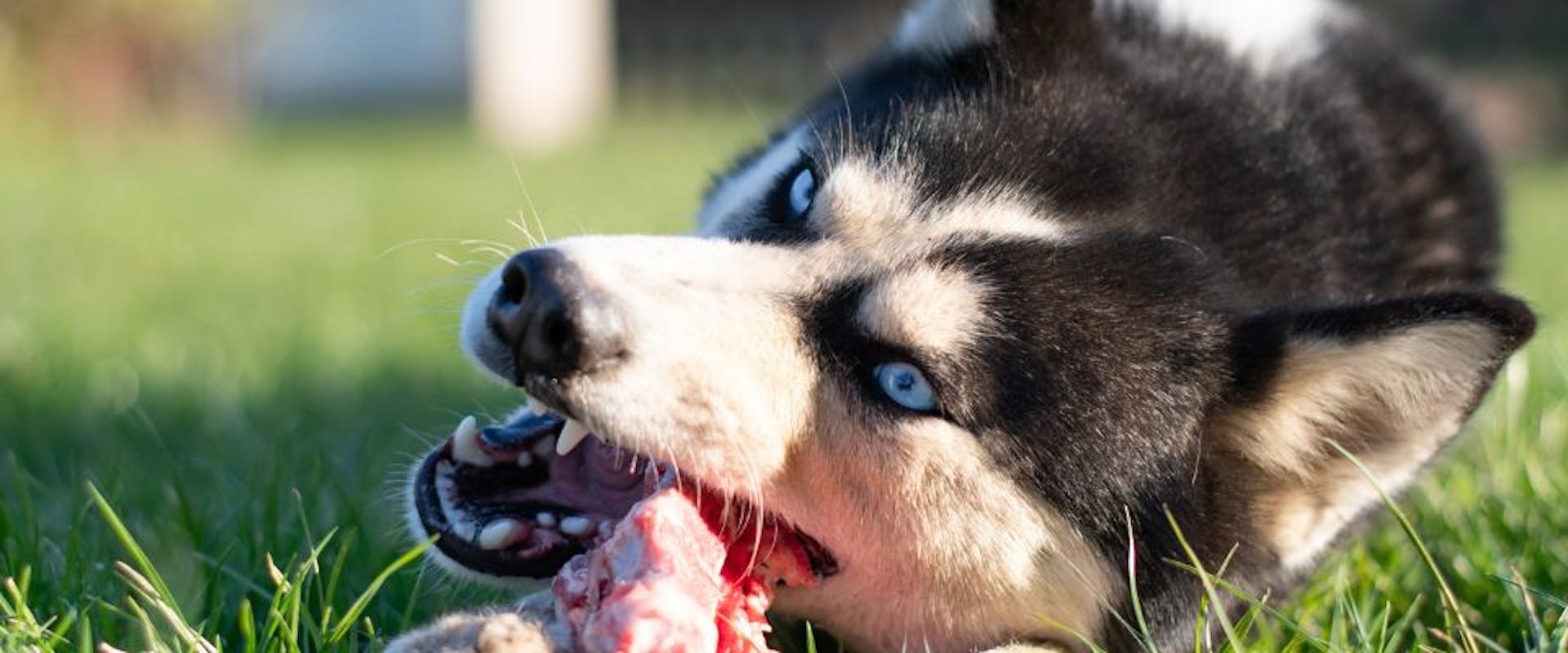 Husky dog chewing bone