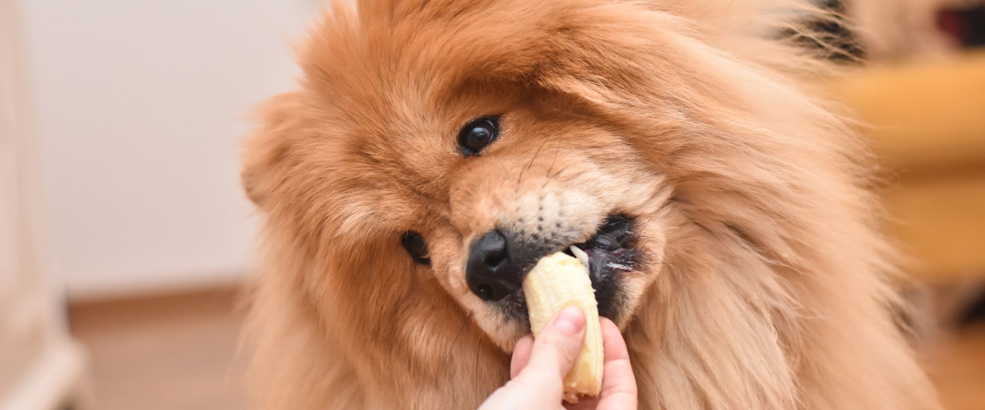 Can Dogs Eat Bananas? | TrustedHousesitters.com