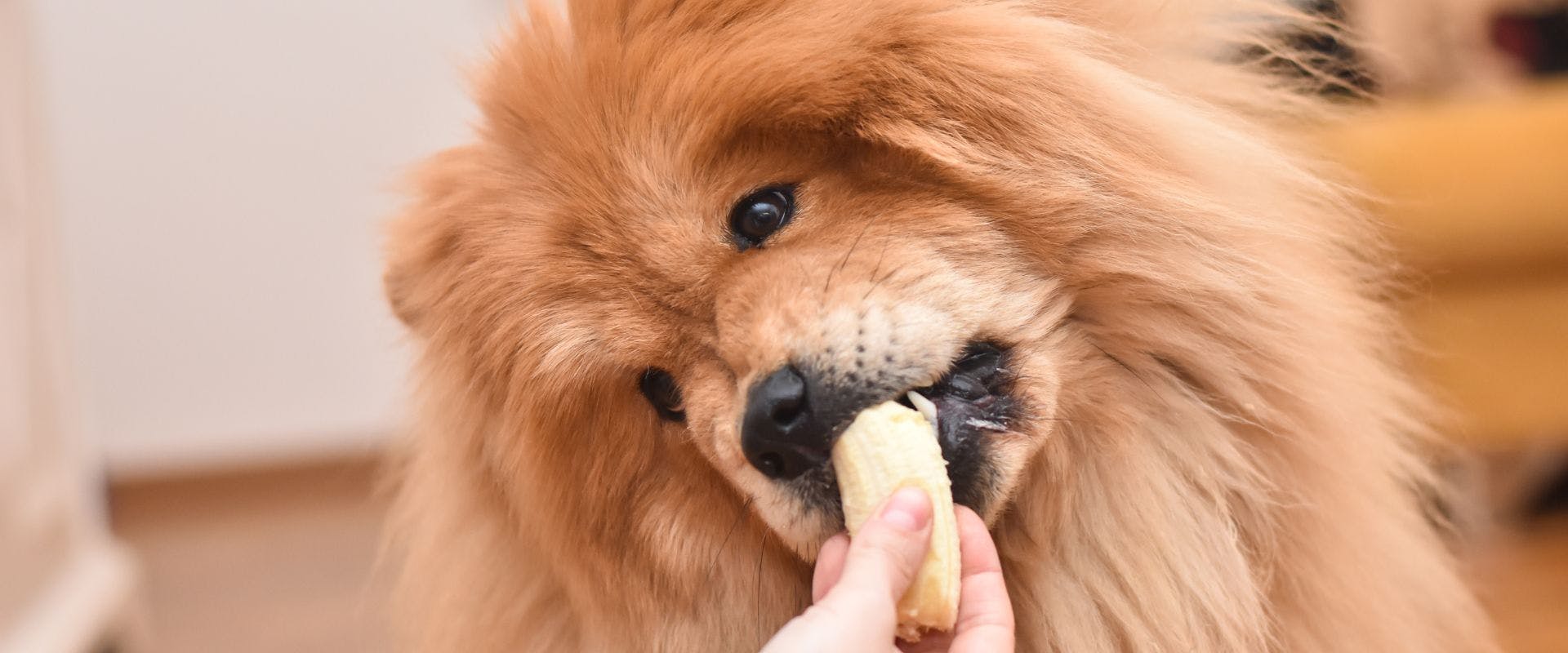 Fluffy dog biting into a peeled banana