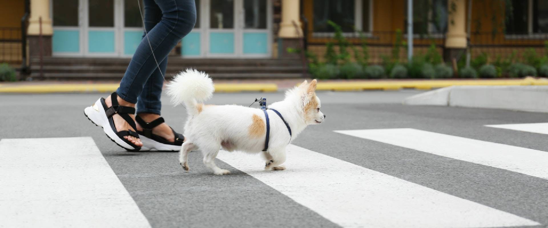 Chihuahua walking across a road on a leash