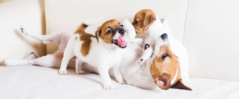 Dog family playing on a white sofa