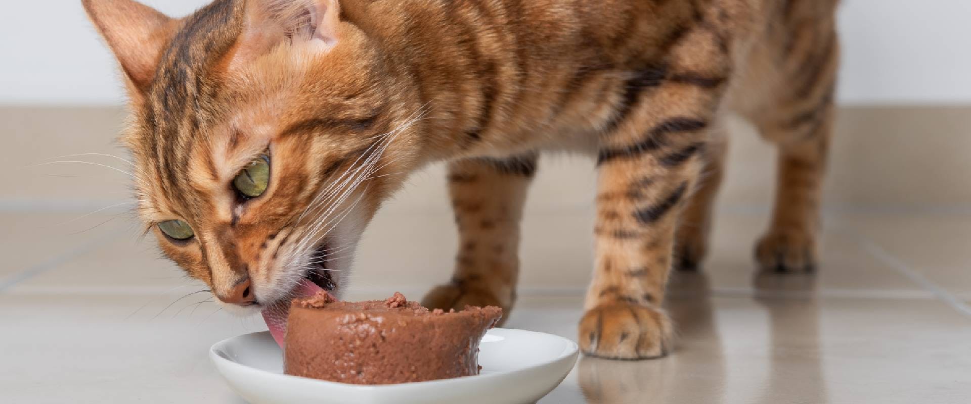 Green-eyed cat eating wet cat food