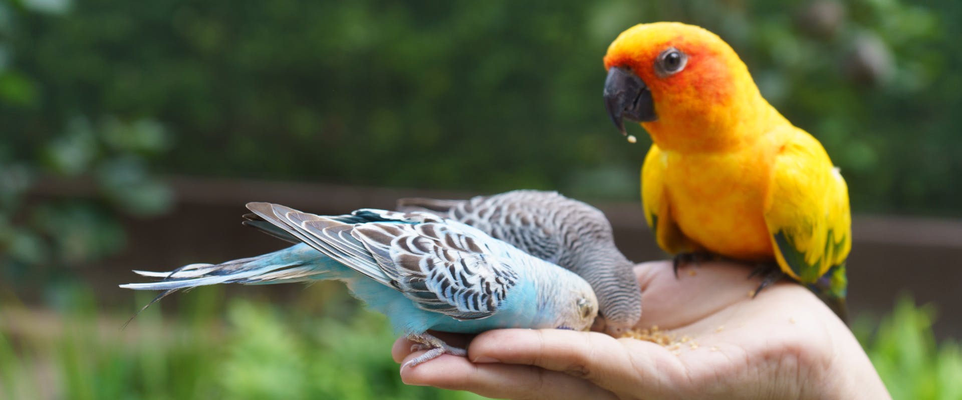 two blue and gray budgies and a yellow parakeet eating bird feed out of an open palm