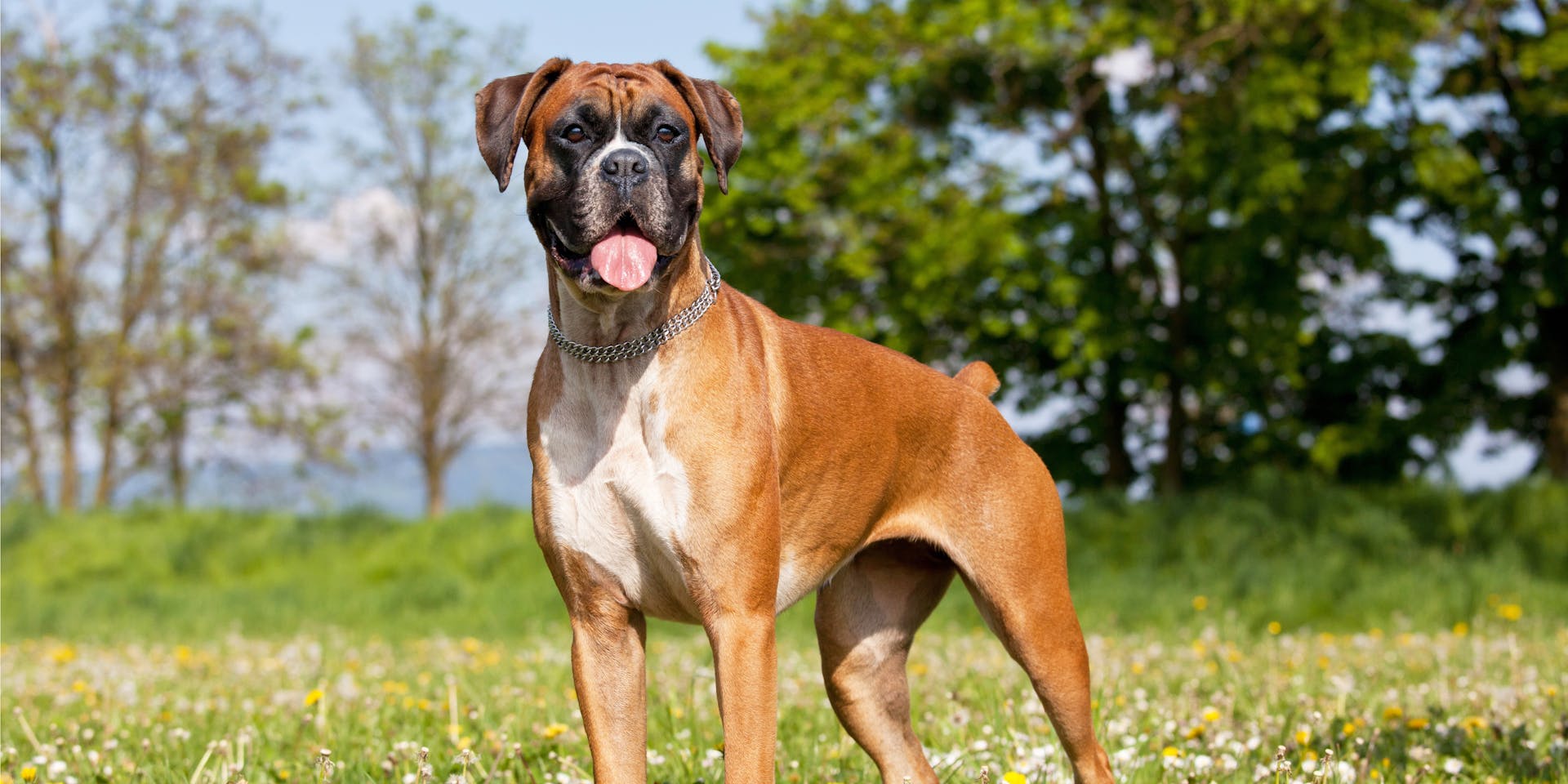 A Boxer dog standing in a field