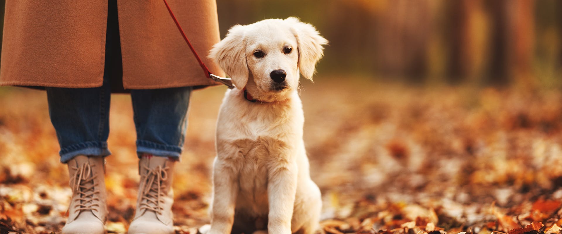A persons legs, and a small, cute Golden Retriever puppy on a leash out on a walk on autumn leaves
