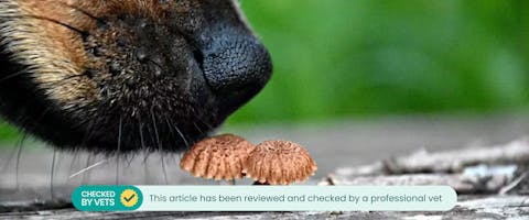 Close-up of a dog sniffing a mushroom