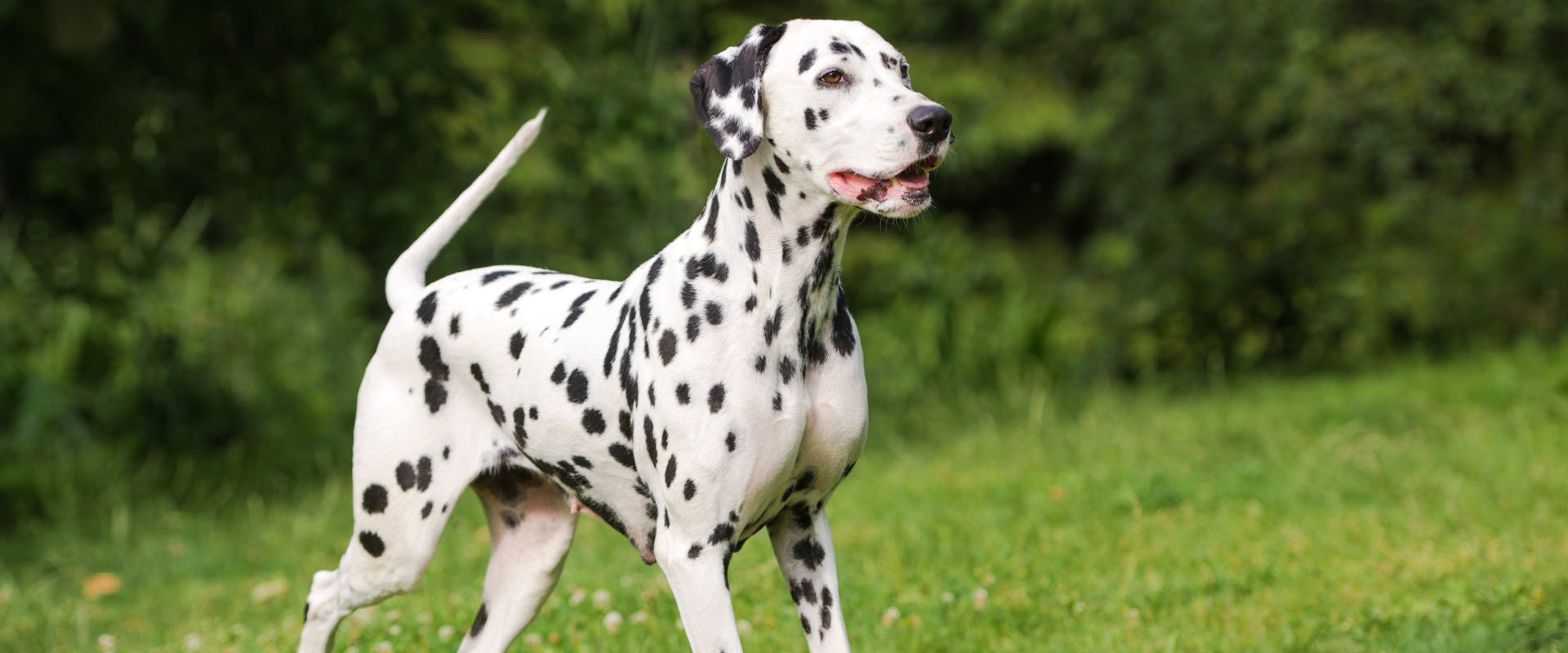 dalmatian stood up in on grass in a park