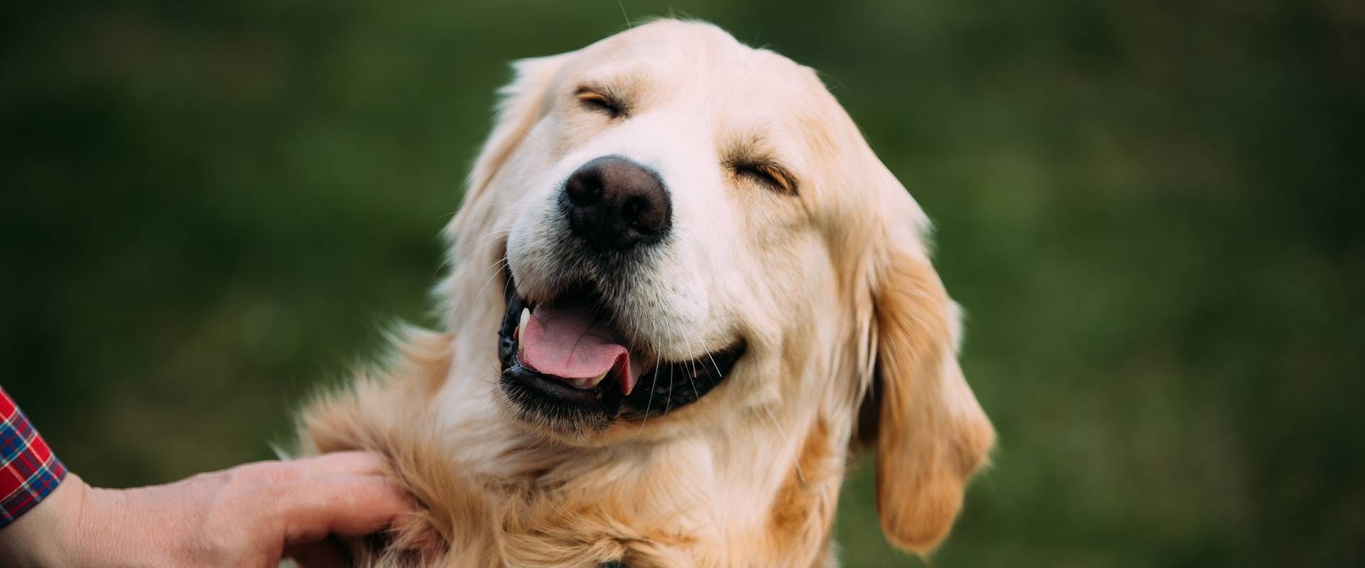 A dog smiling.