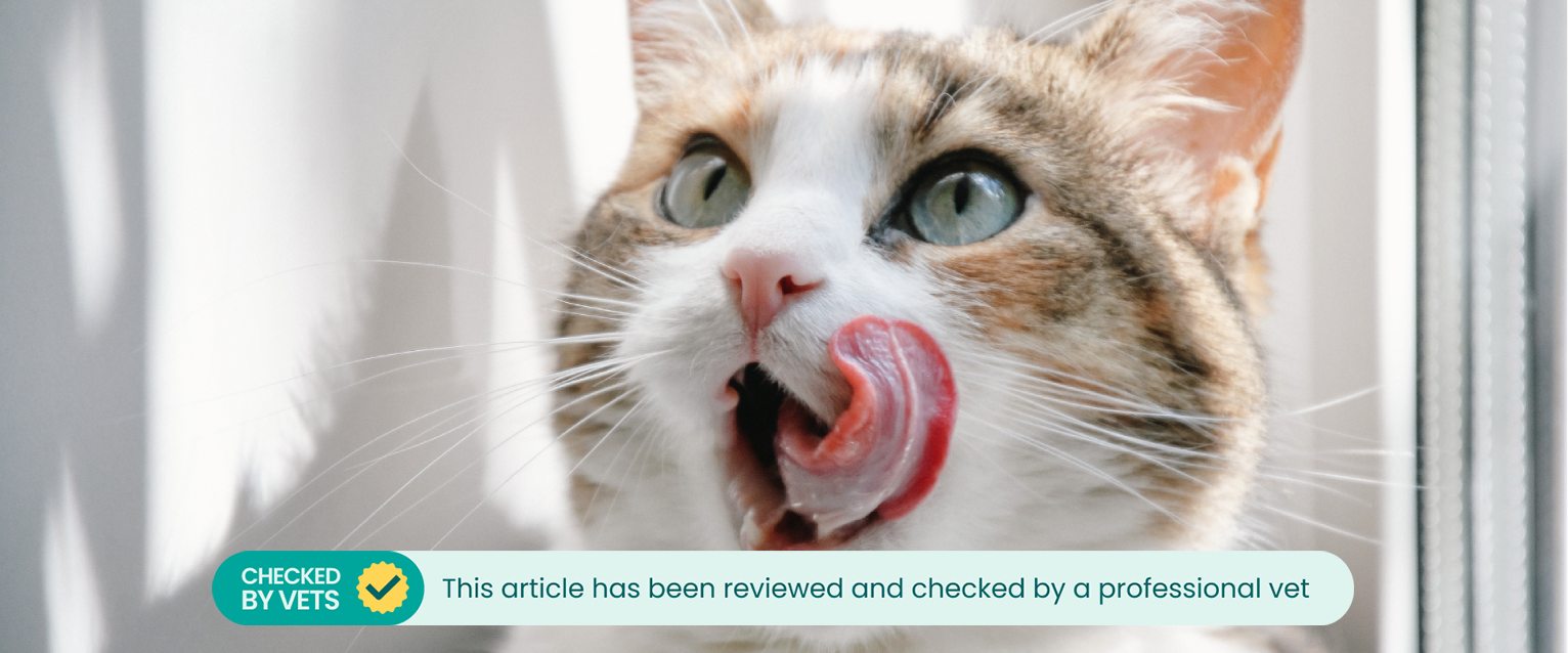 A cat licks its lips.