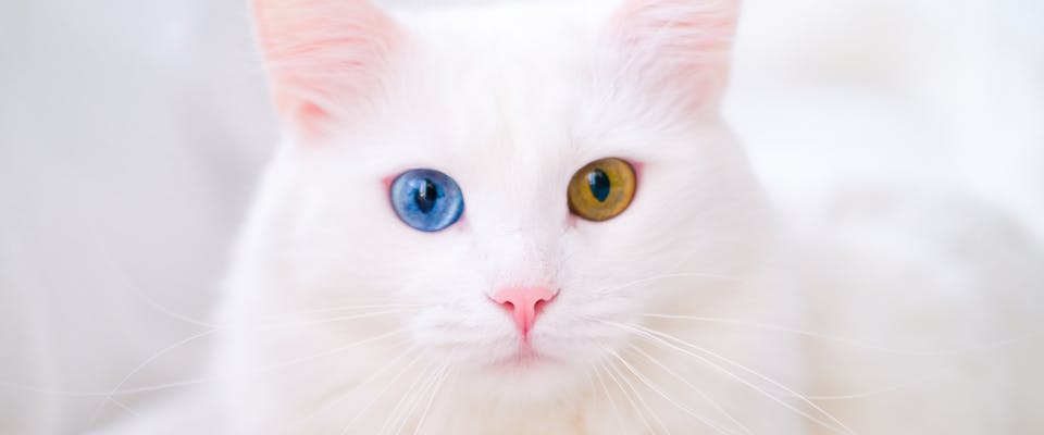 white cat with mismatching blue and yellow eyes
