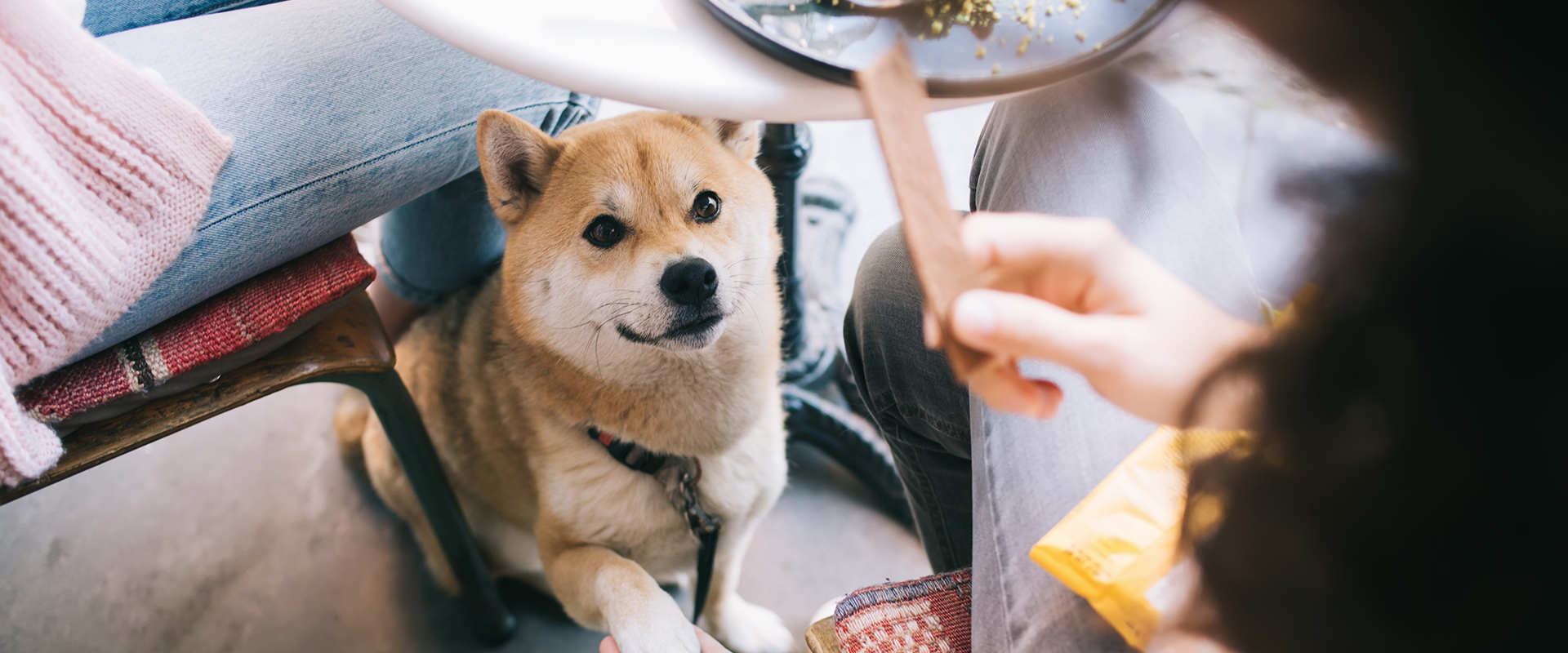 7 of the Best Dog Friendly Restaurants in LA