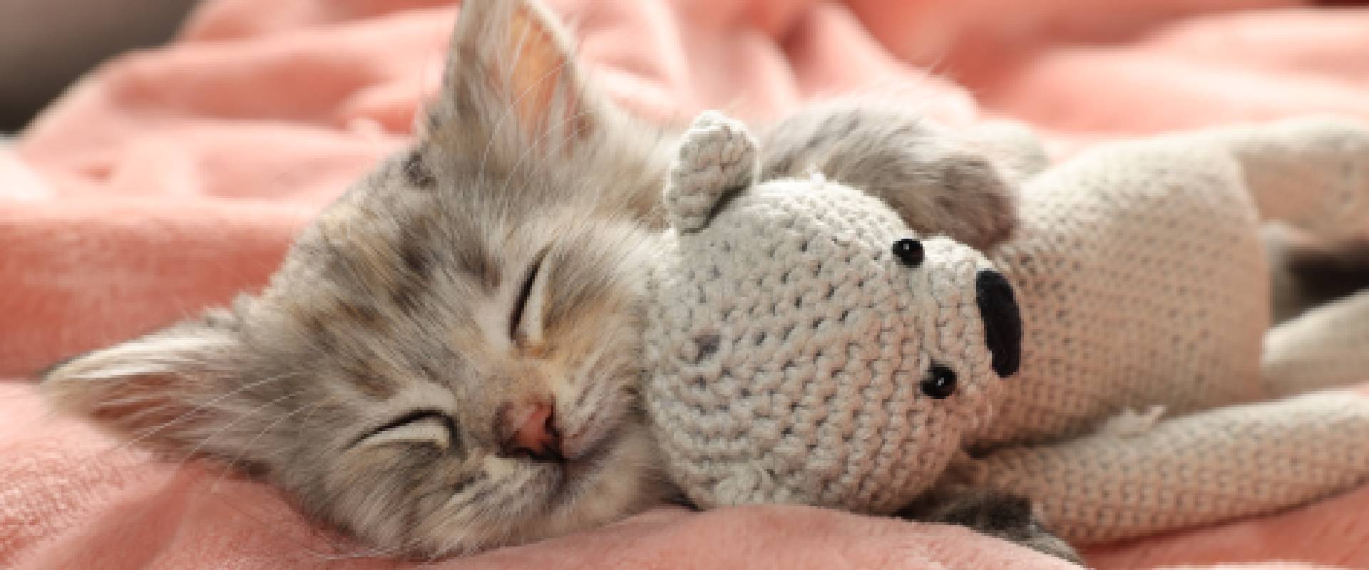 5 Reasons why are cats so cute and Why We Love Them So Much