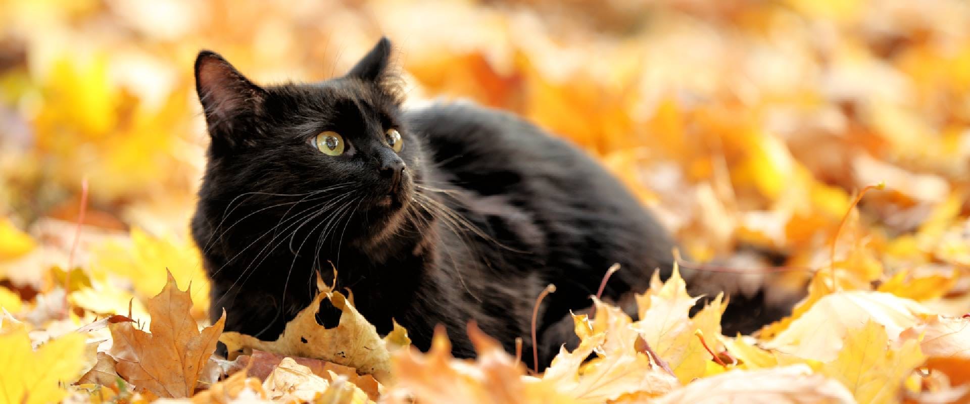 Black cat laying in autumn leaves