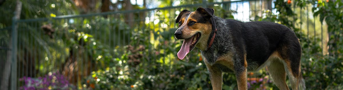 Australian Kelpie Cattle dog standing in garden in Australia