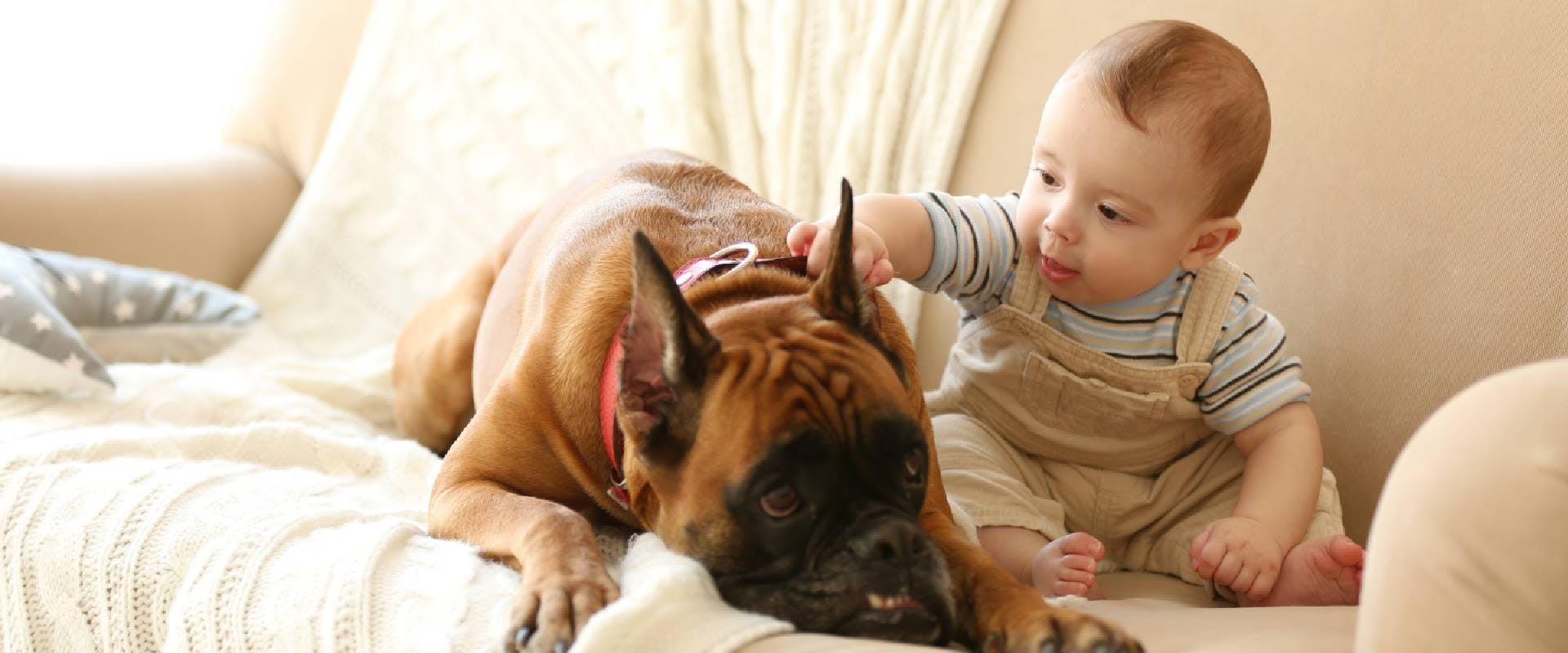 Toddler sitting with a dog