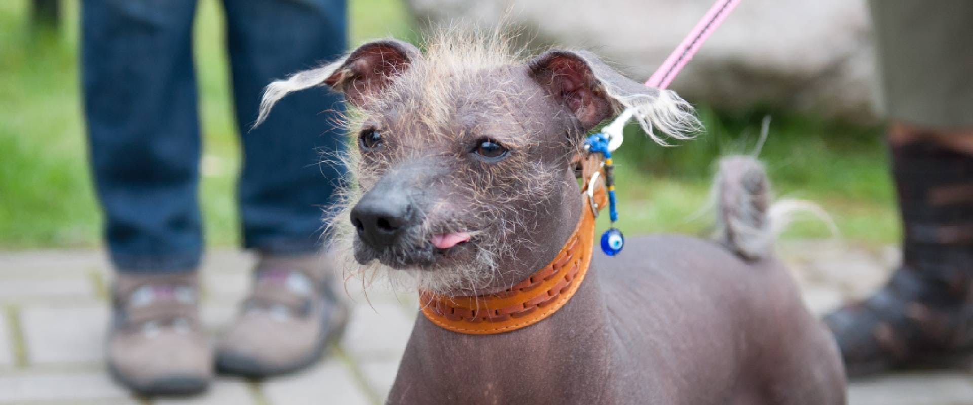 Xoloitzcuintli Mexican hairless dog