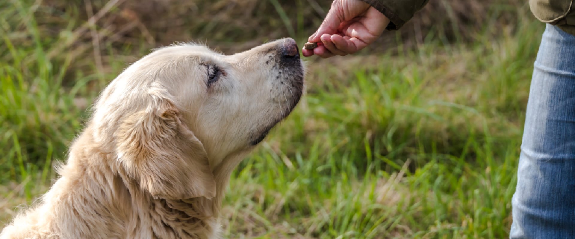 A Golden Retriever sniffs a dog treat.