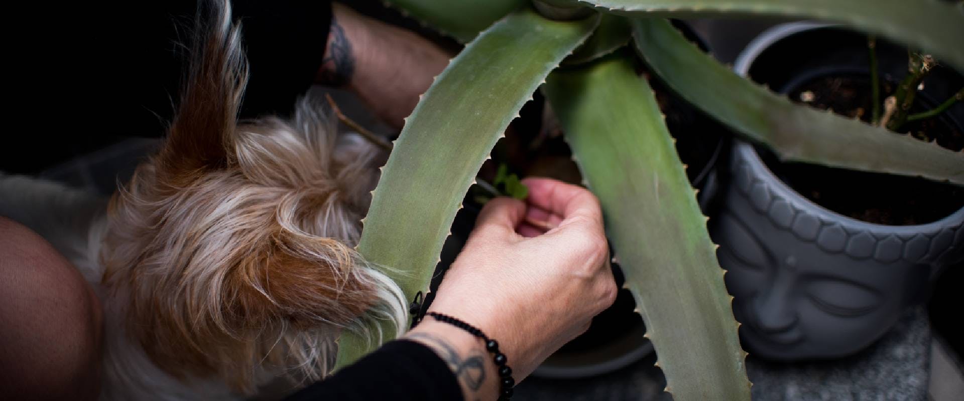 Dog sniffing at an aloe vera plant