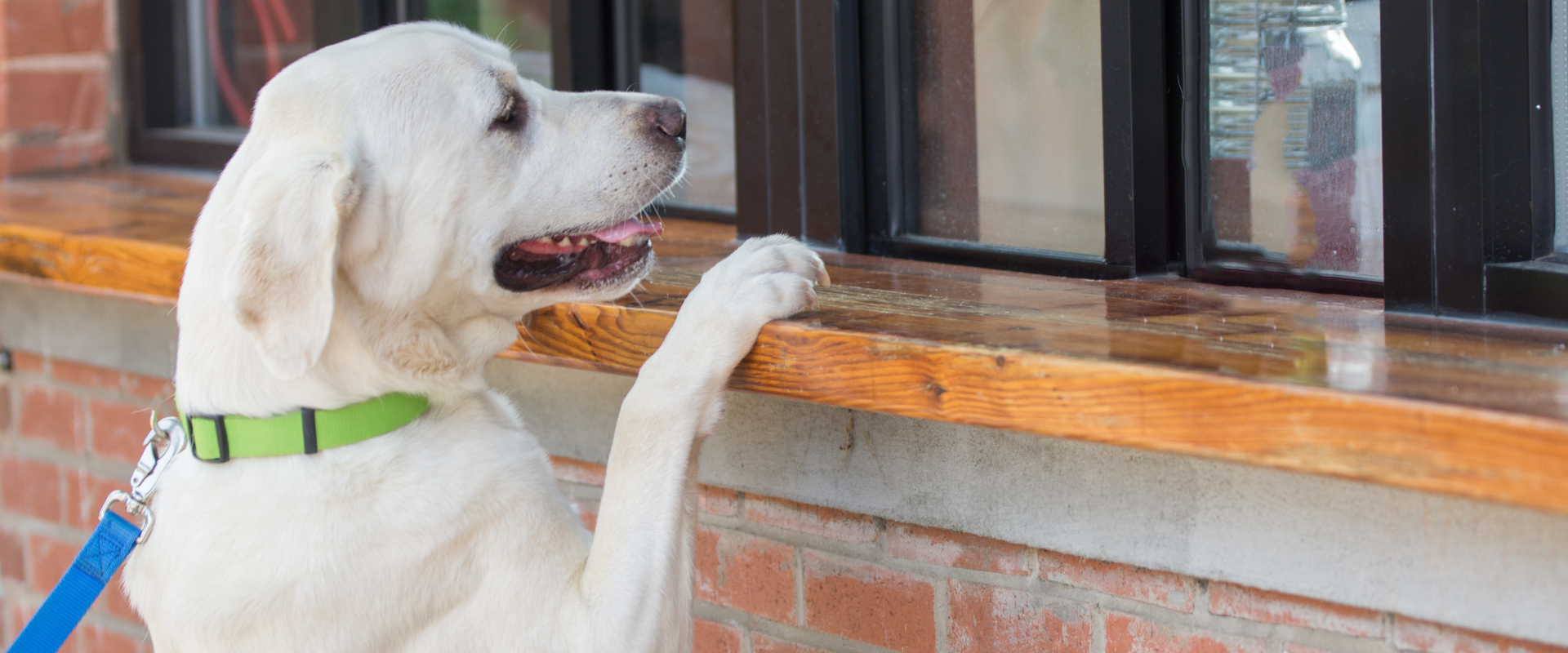 8 Delicious Dog Friendly Restaurants, Chicago