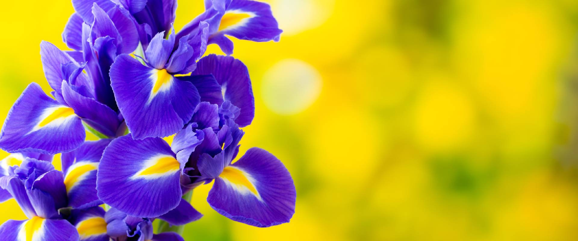 Is Iris Poisonous to Dogs?