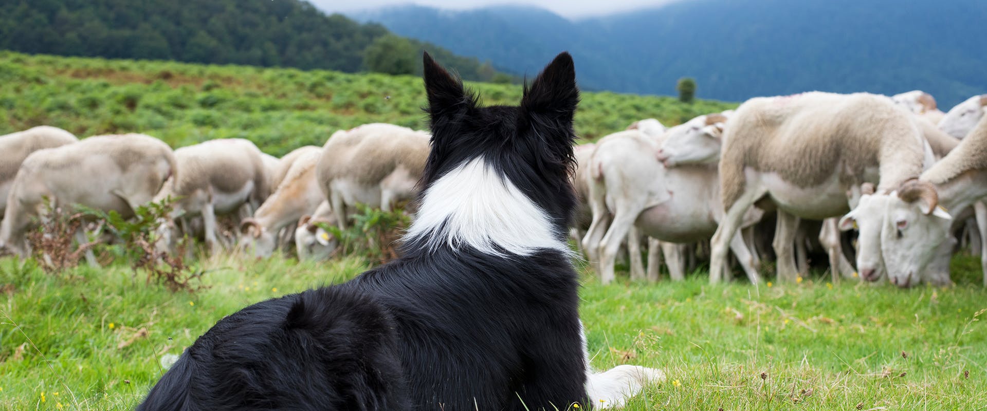 The back of a Collie dog sitting in front of a herd of sheep
