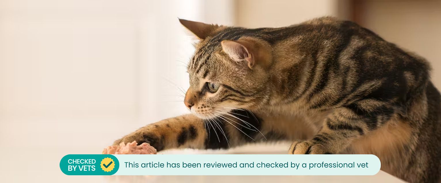 A cat pawing at a pile of chicken