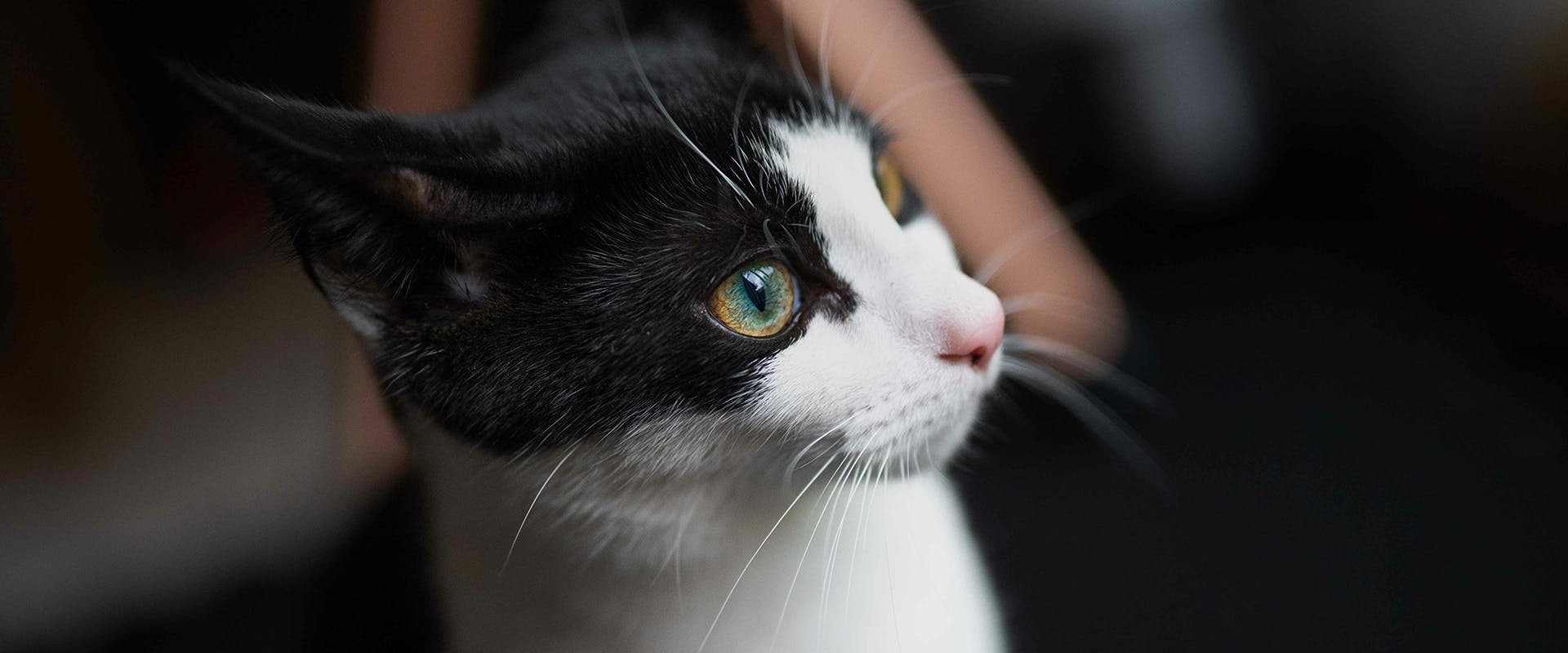 Tuxedo cat names: a black and white Tuxedo kitten 