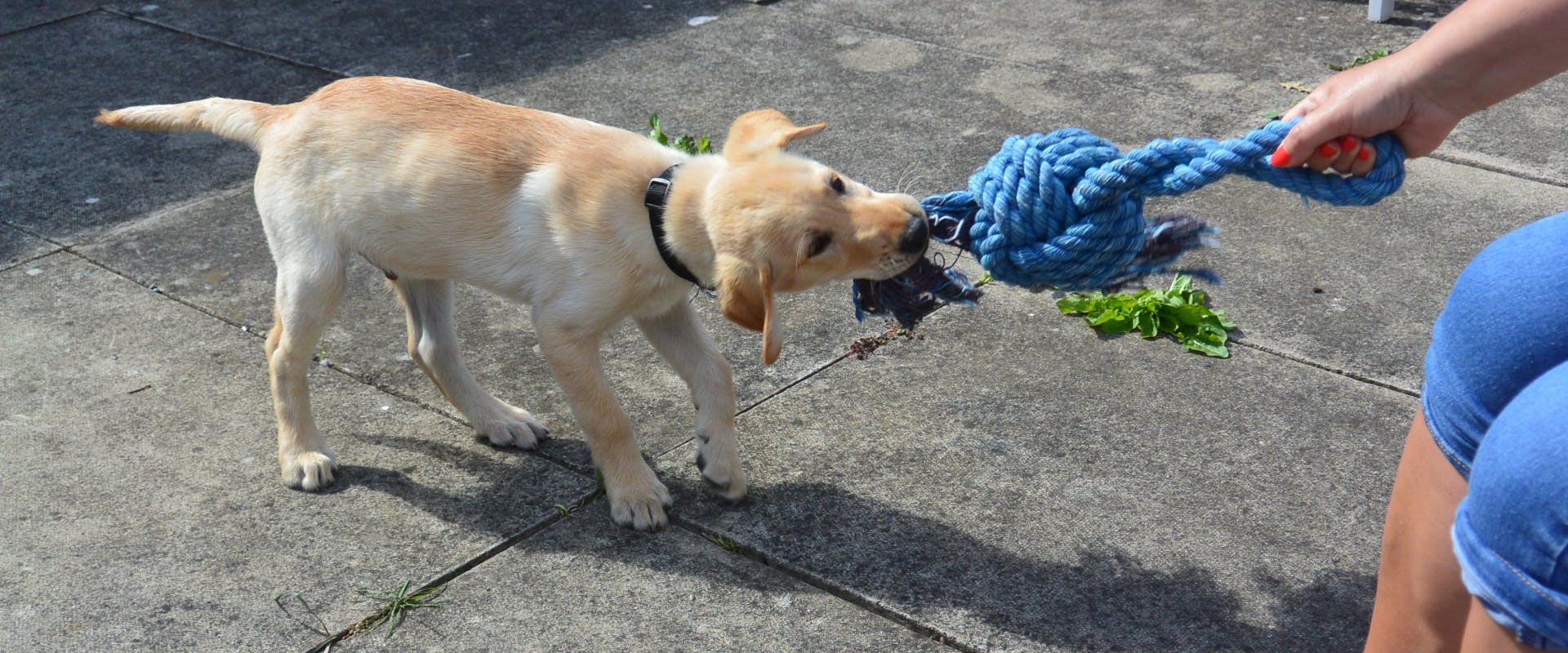 A puppy plays a game of tug of war.