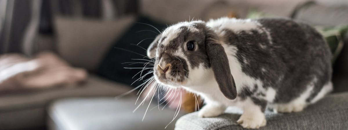 A small black and white bunny rabbit