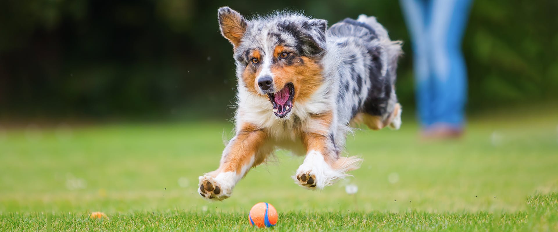 A cute Australian Shepherd puppy chasing after an orange ball