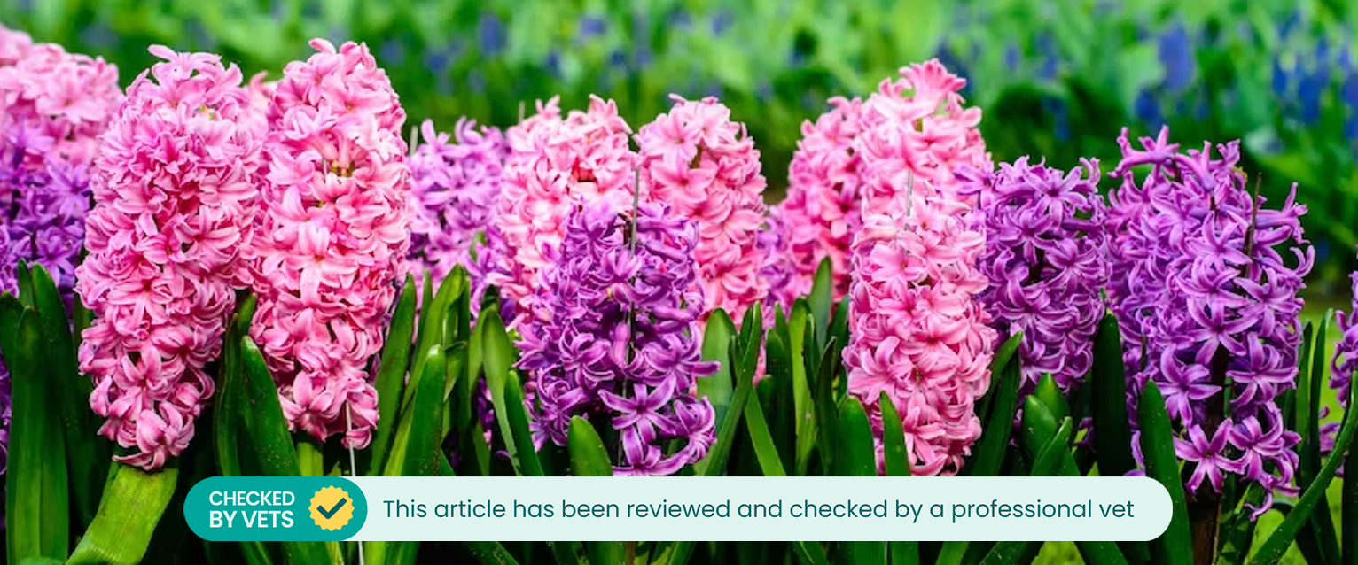 Pink and purple hyacinths