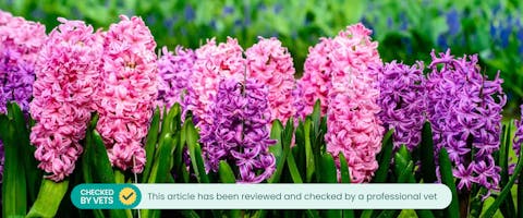 Pink and purple hyacinths