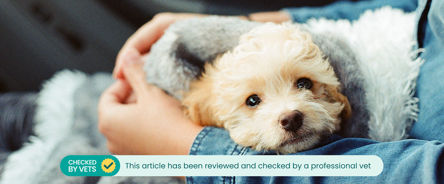 A dog wrapped up in a blanket on a person's lap