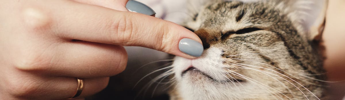 A hand lightly tapping a cat's nose