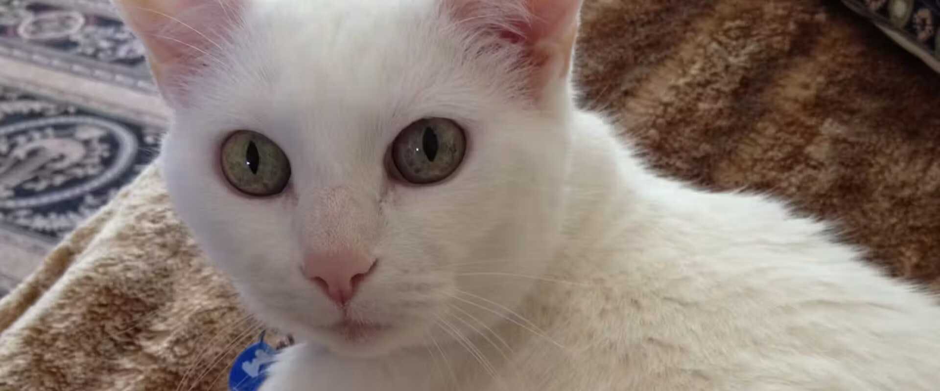 A white cat