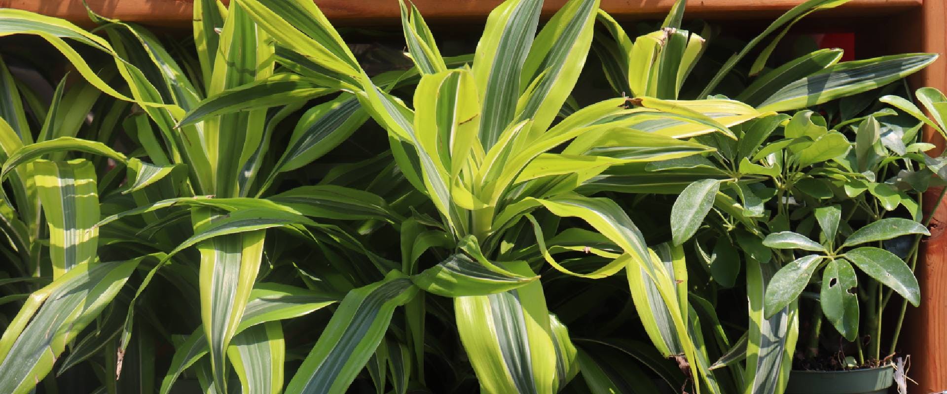 Close-up of a dracaena plant