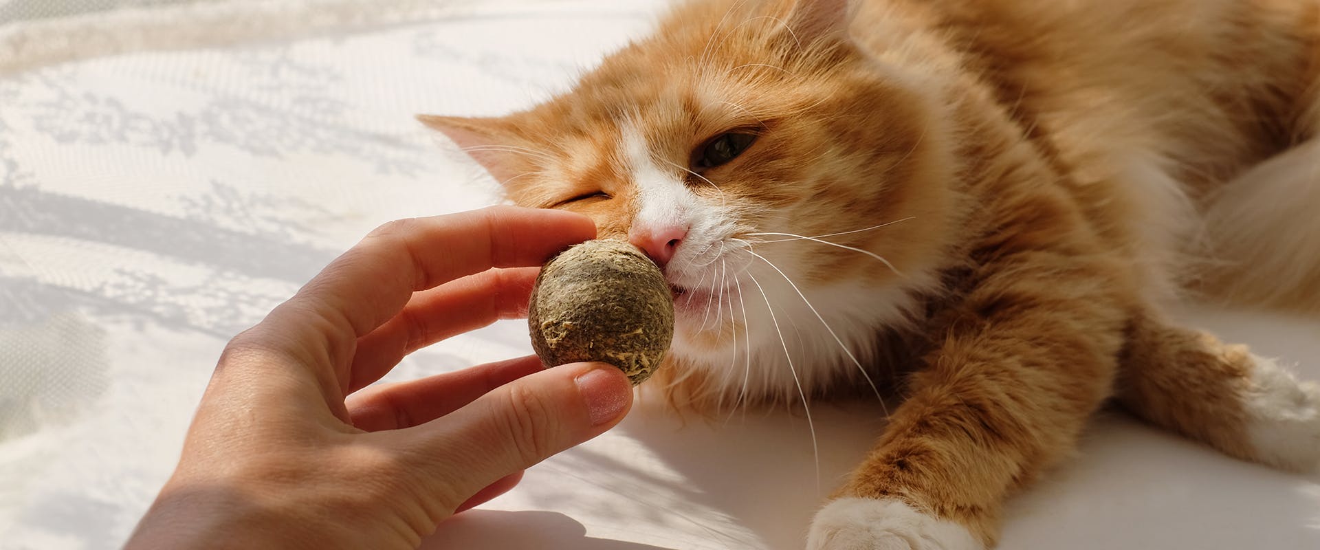 A person presenting a cat with a catnip ball