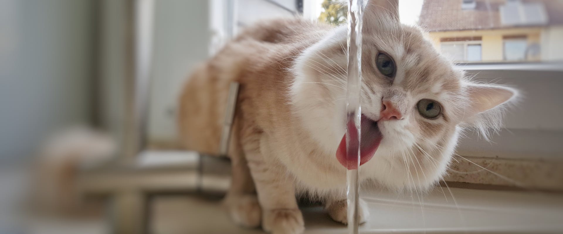 a cat sticking its tongue out to drink from a running tap