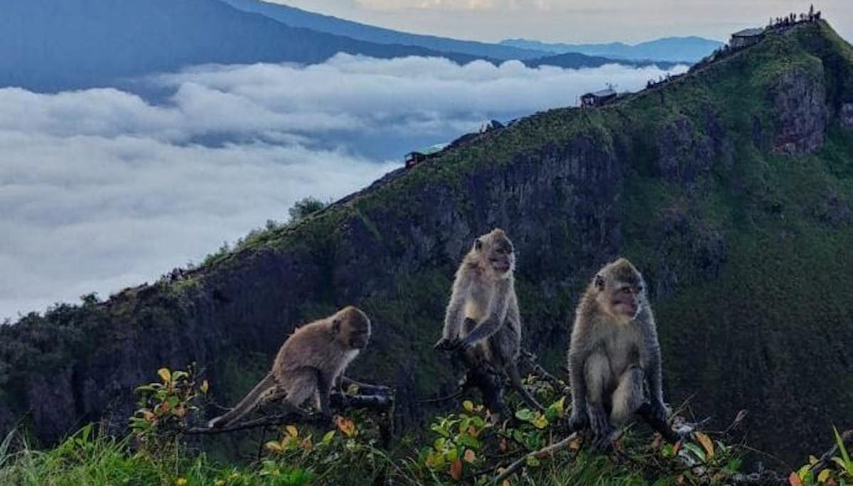 Monkeys at the top of Mt Batur, Bali
