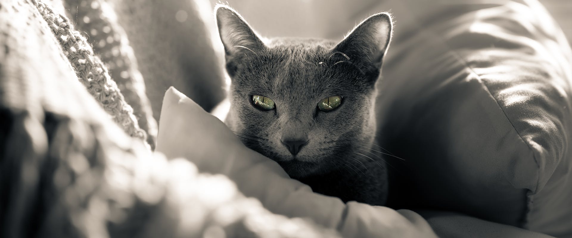 A Russian Blue cat sitting in a pile of blankets and cushions