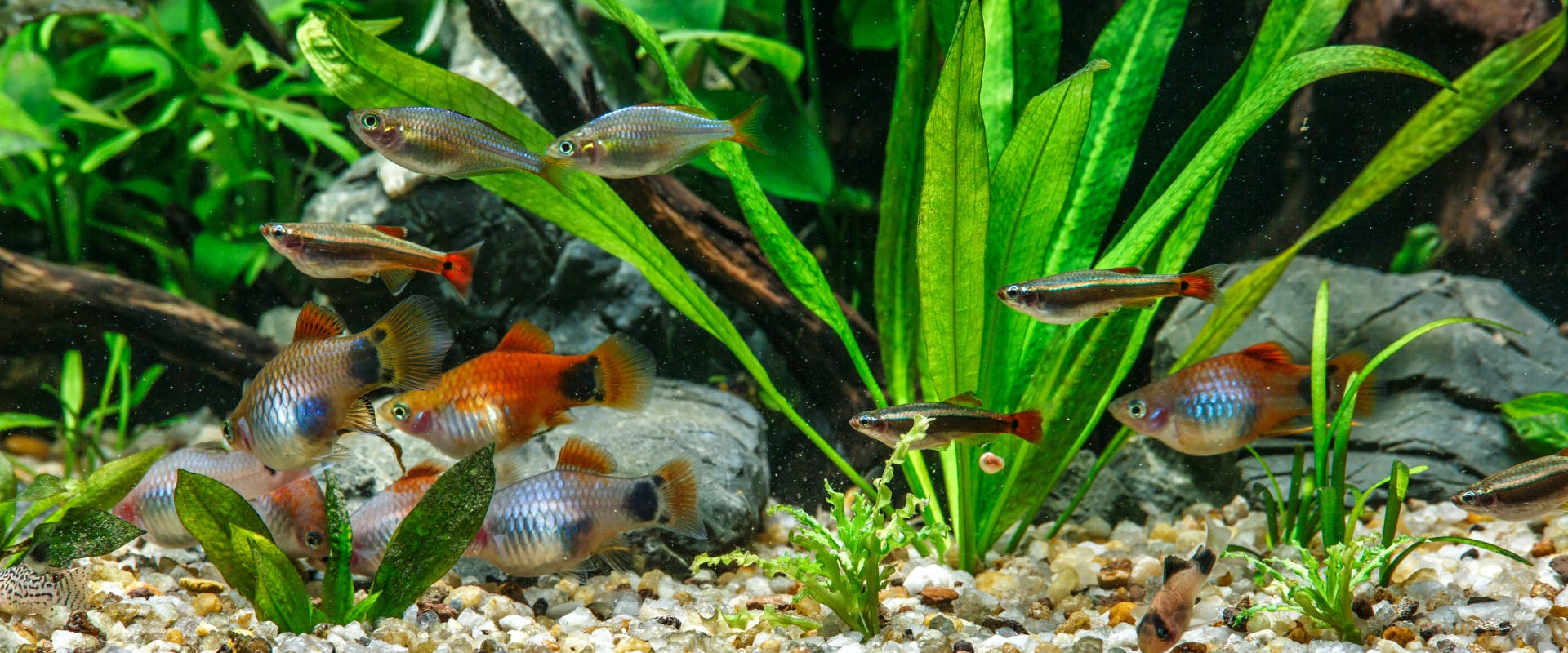 a tank of goldfish guppies and neon tetras in a tank filled with live plants and tank decorations